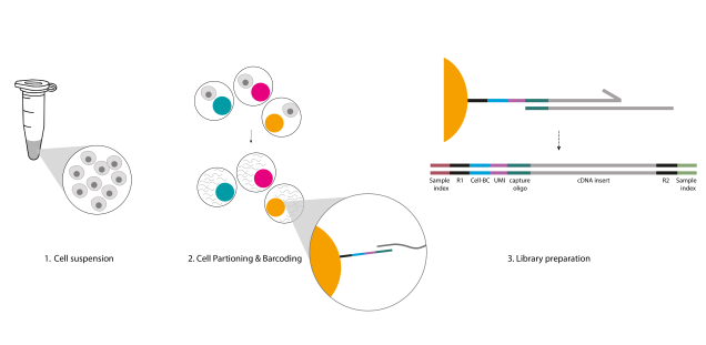 Single Cell Barcoding & Library Preparation