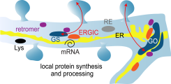 local protein synthesis and processing in dendrites