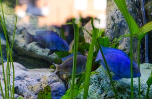 Blick in ien großes Schauaquarium mit zwei blauen Malawi-Buntbarsche