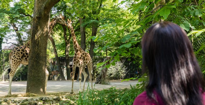 Prof. Karin Oechsle schaut flirtenden Giraffen zu
