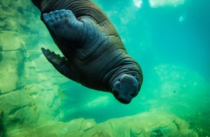 Ein junges Walross schwimmt von oben ins Bild, das Wasser ist blau grün leuchtend