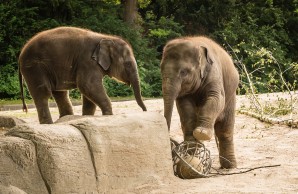 zwei junge Elefanten spielen mit einem Ball