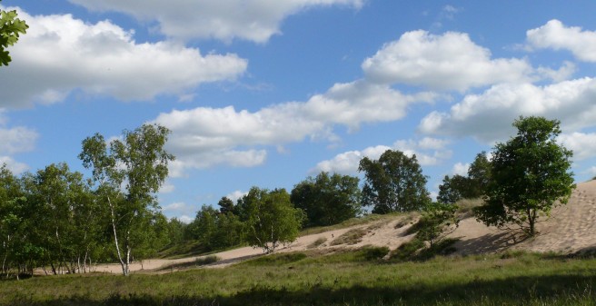 Blick auf die Rückseite einer Düne, bestanden mit wenigen Bäumen, Gras im Vordergrund. ein Sommertag