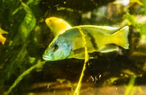 Im Tropengewächshaus, ein exotischer grüner schillernder Fisch
