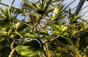 Tropengewächshaus, Blick auf Tropische Früchte