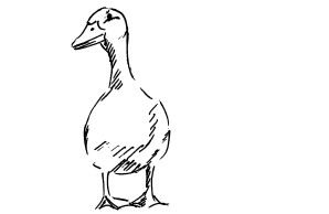 eine gezeichnete Ente dreht leicht den Kopf, und blickt etwas skeptisch auf den Betrachter
