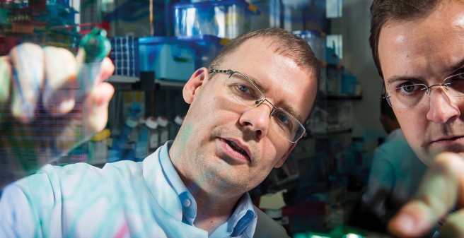 Farbige Fingerzeige: Prof. Dr. Boris Fehse (l.) und Dr. Kristoffer Riecken betrachten ein transparentes Bild mit bunt markierten Zellklonen