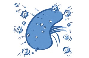 eine blaue Illustration: Viren greifen von allen Seiten eine Niere an