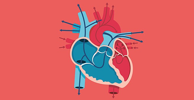 Grafik eines Herzens und dessen Blutfluss durch die Herzkammern