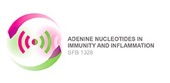 Adenine Nucleotides in Immunity and Inflammation