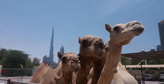 Dromedary camels