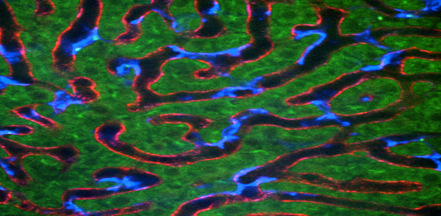 Image of the mouse liver obtained using intravital microscopy shows essential components of the liver