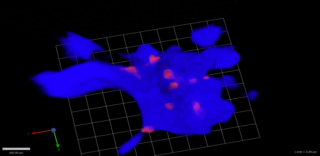 3D reconstruction of a single Kupffer cell (blue) from intravital imaging of the mouse liver with phagocytosed platelets (red)