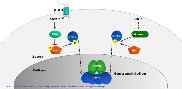Regulation des transkriptionellen Koaktivators CRCT1