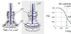 Figure 3: Structural analysis of substrate-trapped injectisomes