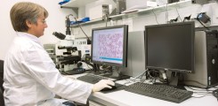 Analyse von zirkulierenden Krebszellen im Blut