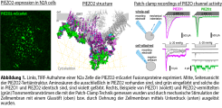 Abbildung 1. Links, TIRF-Aufnahme einer N2a Zelle die PIEZO2-mScarlet Fusionsproteine exprimiert. Mitte, Seitenansicht der PIEZO2-Tertiärstruktur. Aminosäuren die ausschließlich in PIEZO2 vorhanden sind, sind grün eingefärbt und solche die in PIEZO1 und PIEZO2 identisch sind, sind violett gefärbt. Rechts, Beispiele von PIEZO1 (violett) und PIEZO2-vermittelten (grün) Transmembranströmen die mit der Patch-Clamp Technik gemessen wurden und durch mechanische Stimulation der Zellmembran mit einem Glasstift (oben) bzw. durch Dehnung der Zellmembran mittels Unterdruck (unten) ausgelöst wurden.