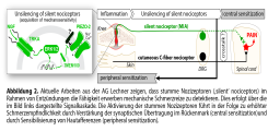 Abbildung 2. Aktuelle Arbeiten aus der AG Lechner zeigen, dass stumme Nozizeptoren (‚silent‘ nociceptors) im Rahmen von Entzündungen die Fähigkeit erwerben mechanische Schmerzreize zu detektieren. Dies erfolgt über die im Bild links dargestellte Signalkaskade. Die Aktivierung der stummen Nozizeptoren führt in der Folge zu erhöhter Schmerzempfindlichkeit durch Verstärkung der synaptischen Übertragung im Rückenmark (central sensitization)und durch Sensibilisierung von Hautafferenzen (peripheral sensitization).