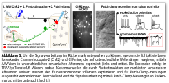 Um die Signalverarbeitung im Rückenmark untersuchen zu können, werden die lichtaktivierbaren Ionenkanäle Channelrhodopsin-2 (ChR2) und ChRmine, die auf unterschiedliche Wellenlängen reagieren, mittels AAV-Viren in unterschiedlichen sensorischen Afferenzen exprimiert (links und mitte). Die Expression erfolgt in TRAP2;tdTomatofl/fl Mäusen, sodass Rückenmarkzellen die durch Photostimulation der markierten sensorischen Afferenzen aktiviert werden den Fluoreszenzreporter tdTomato exprimieren und für Patch-Clamp-messungen ausgewählt werden können. Anschließend wird die Signalverarbeitung mittels Patch-Clamp-Messungen an Rückenmarkschnitten untersucht (rechts).