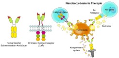 Schematische Darstellung der Therapie des Multiplen Myeloms mittels Nanobody-basierten Schwerekettenantikörpern und chimären Antigenrezeptoren (CARs).