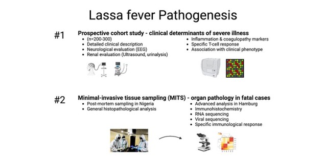 Lassa Fever Pathogenesis