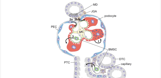 Proposed mechanisms of renal (podocyte and tubular) regeneration