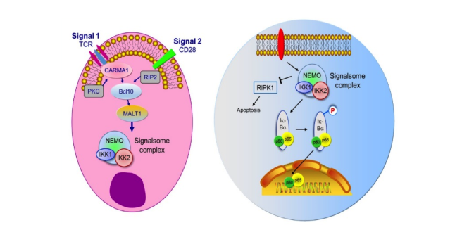 Activation of the signalosome complex (IKK1, IKK2 and NEMO) after T cell stimulation (left)and FN-kappa B signaling pathway induction and PIPK1-inhibition (right).