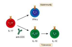 Plastizität und Stabilität von T-Zellen