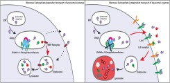 Zielgerichteter Transport lysosomaler Enzyme durch Markierung mit Mannose-6-Phosphat-Resten