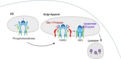 Phosphotransferase und M6P-Markierung lysosomaler Enzyme