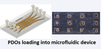Lab-on-a-chip (microfluidic) technology and patient-derived 3D prostate cancer models for preclinical therapy screening