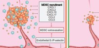 Cooperative roles of tumor cell integrins and tumor stroma selectins for primary tumor growth and distant metastasis 