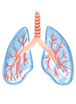 Grafische Abbildung einer Lunge, im Corporate Design