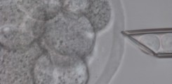 Injection of ES cells into an eight cell stage mouse embryo