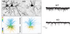 Golgi gefärbte PFC Neuronen,heat maps und mEPSC 